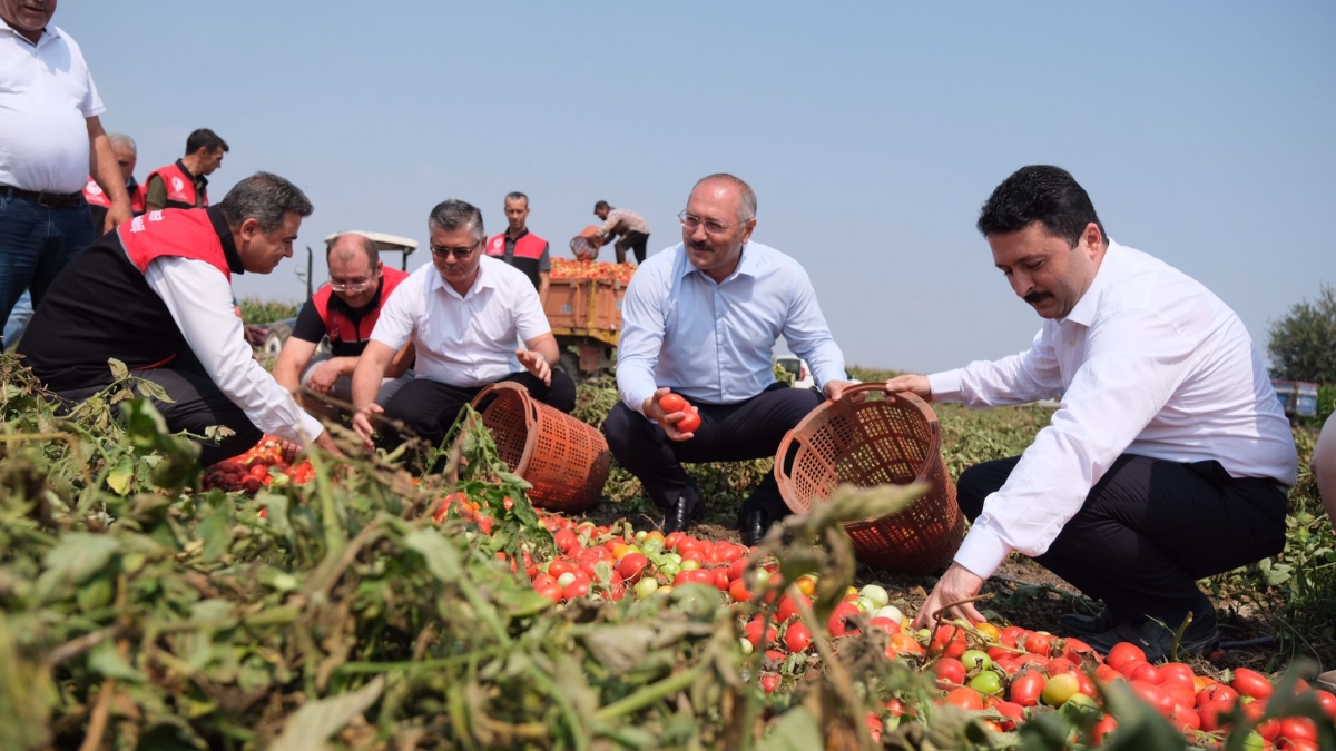 Altıeylül’de Hasat Vakti