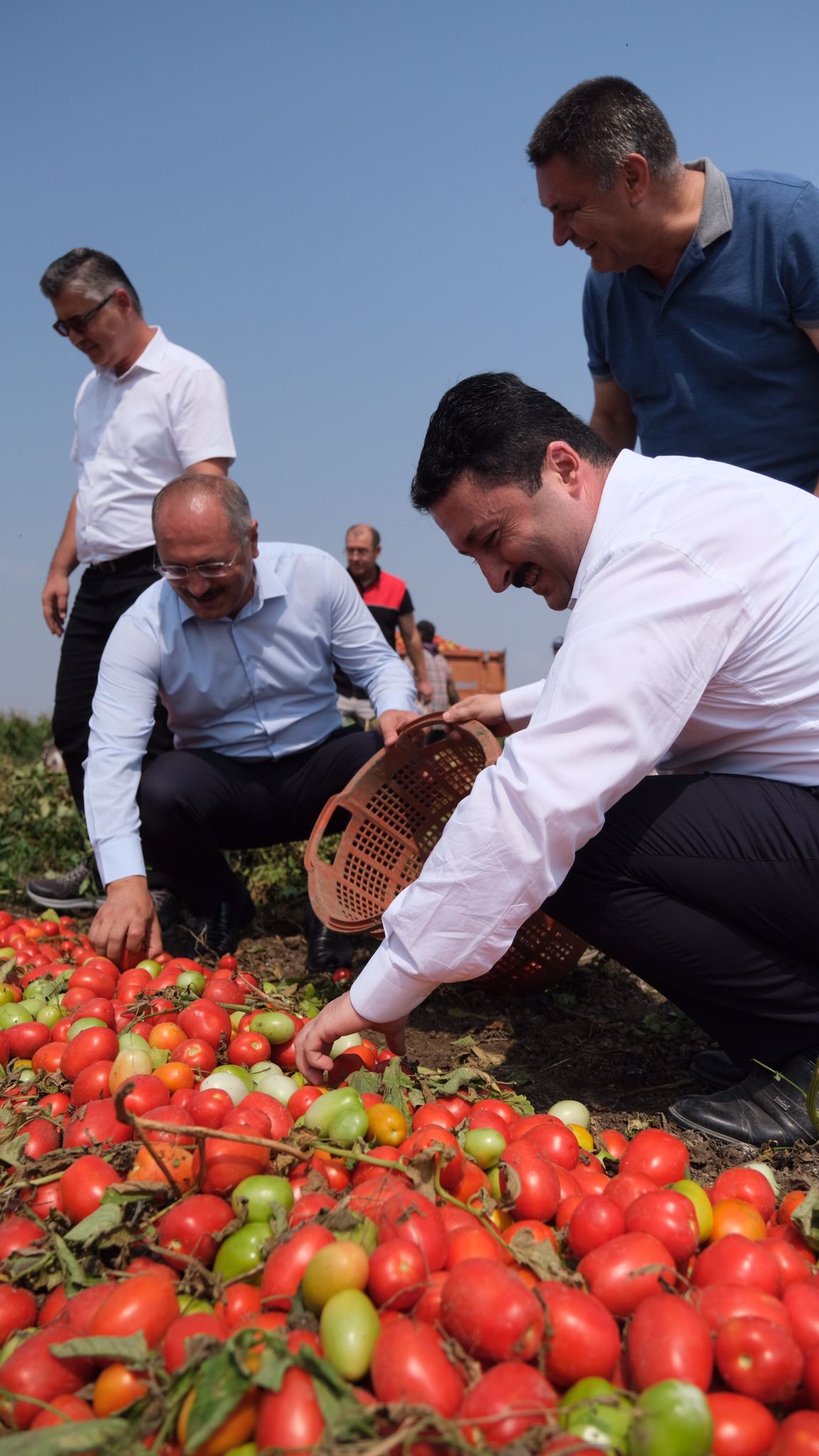 Altıeylül’de Hasat Vakti