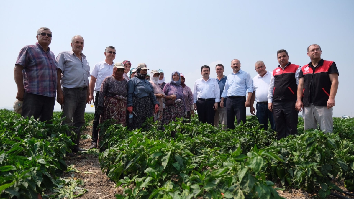 Altıeylül’de Hasat Vakti