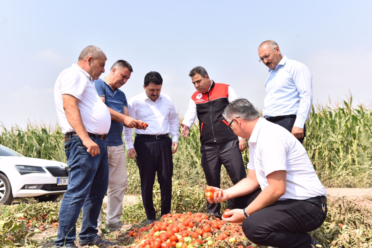 Altıeylül’de Hasat Vakti