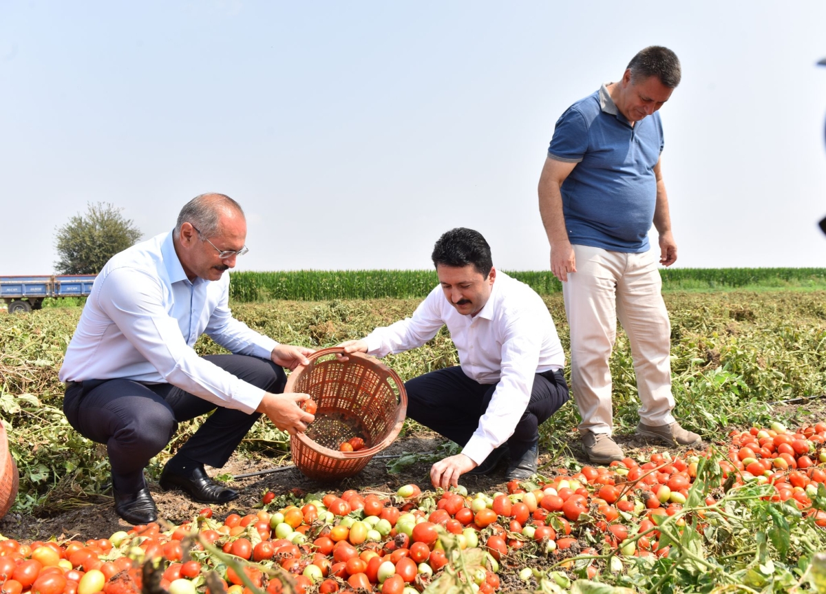 Altıeylül’de Hasat Vakti