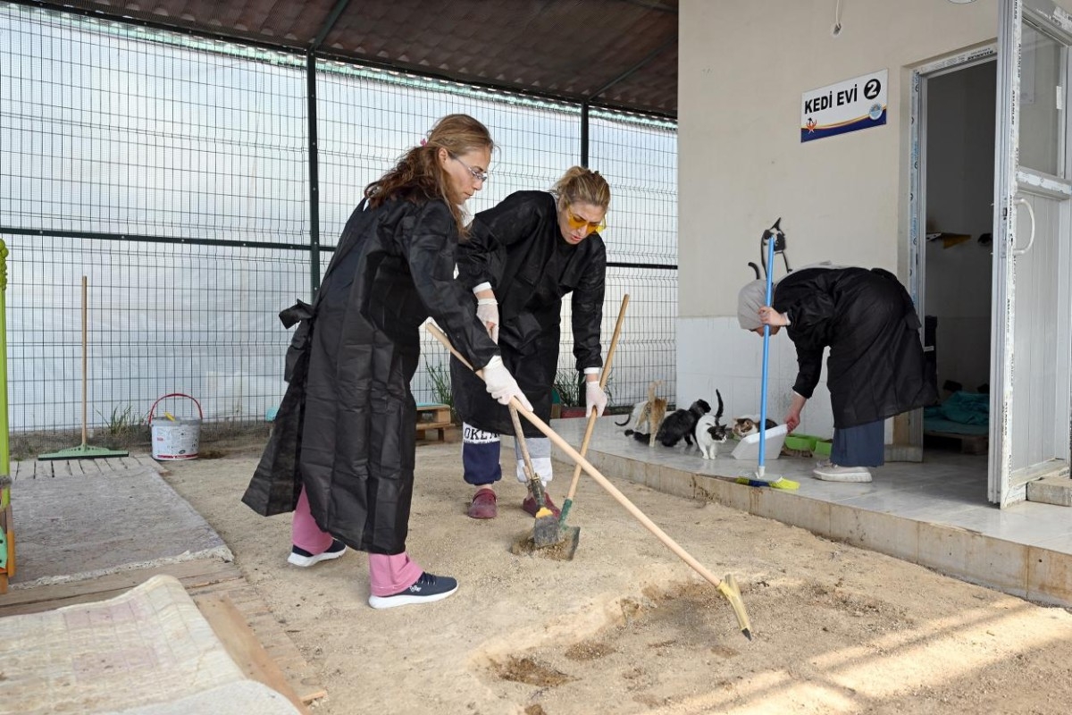 Büyükşehir ve Gönüllülerden Patili Dostlar İçin Dayanışma