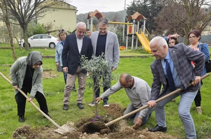 Kocaeli'de Zeytin Fidanları Toprakla Buluştu