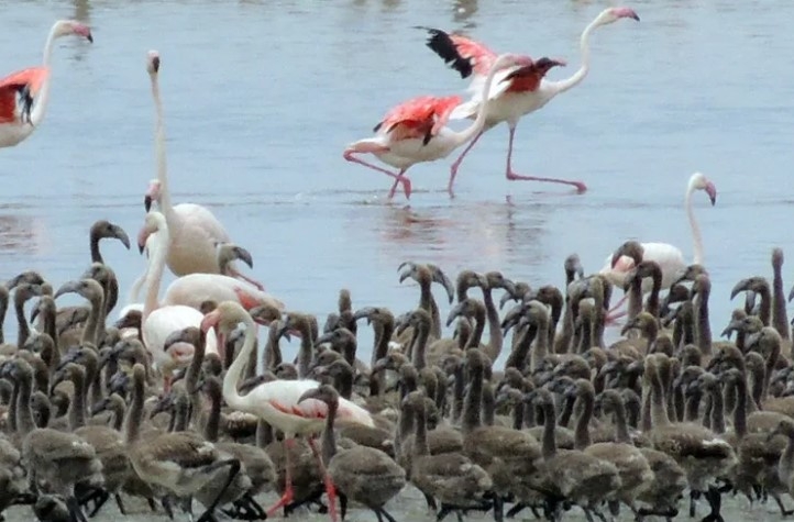 Flamingoların Doğal Güzellikleri Bornova’da
