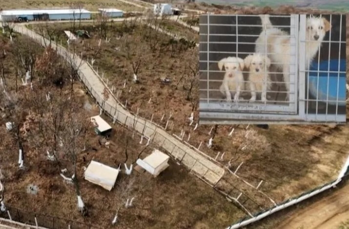 Edirne Keşan’da Yeni Hayvan Barınağında Tartışma Yaratan Uygulama!