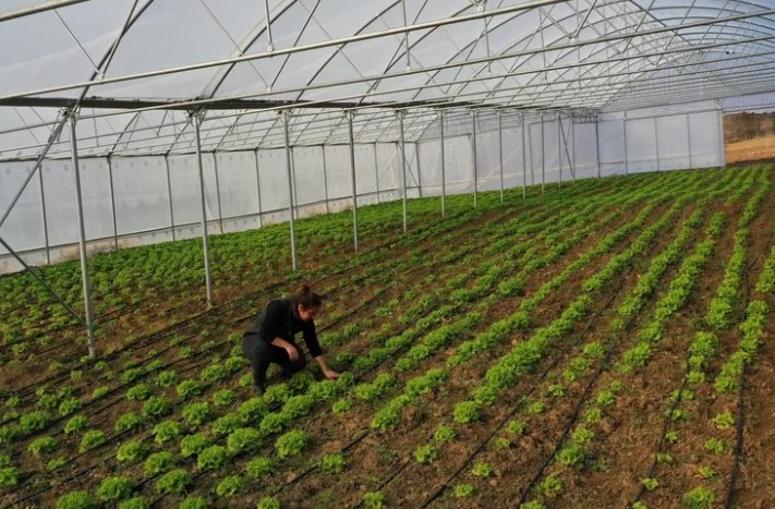 Kocaeli Büyükşehir, Çiftçilere Modern Sera Desteği Sunuyor