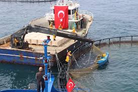Su Ürünleri Üretiminde Yetiştiricilik İlk Sıraya Yükseldi