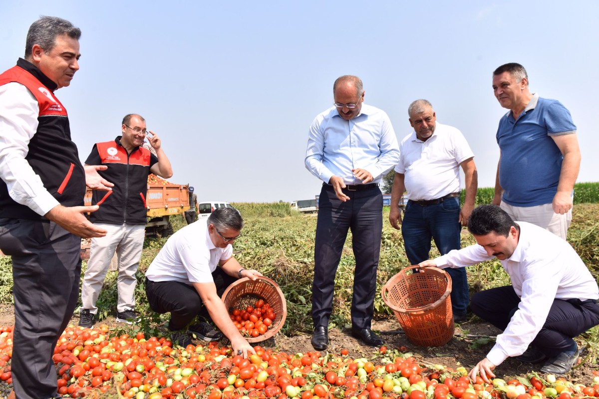 Altıeylül’de Hasat Vakti