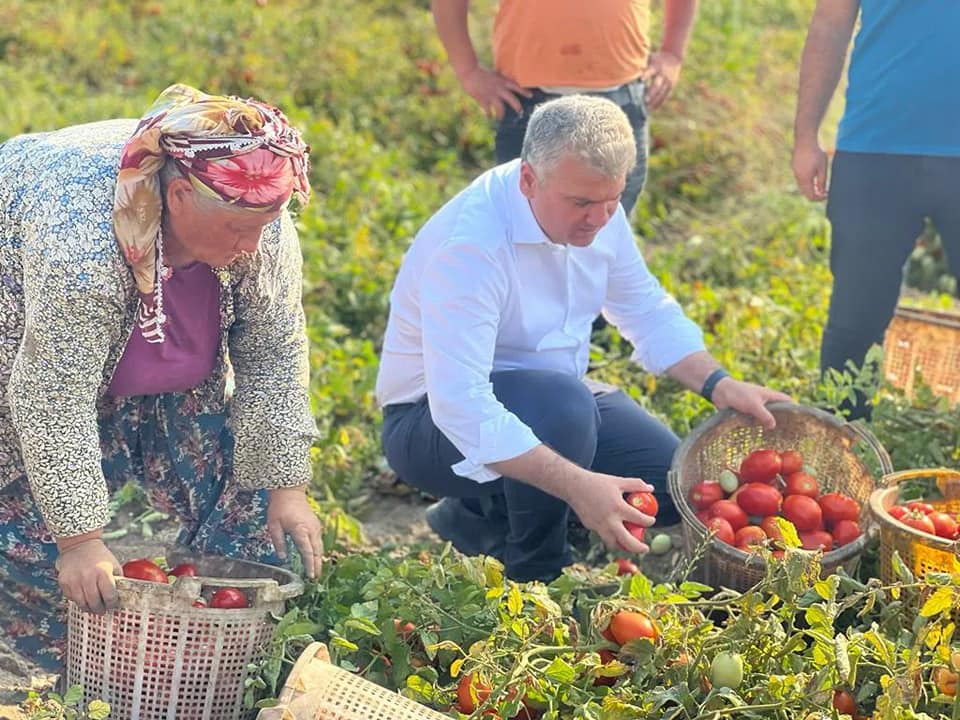 Canbey Domates Ve Biber Hasatlarına Katıldı