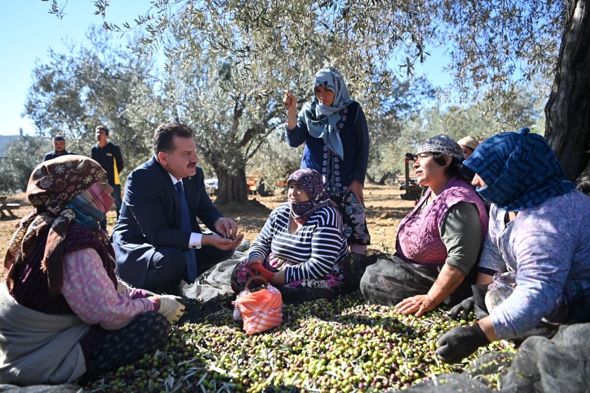 Başkan Yılmaz zeytin hasadına katıldı