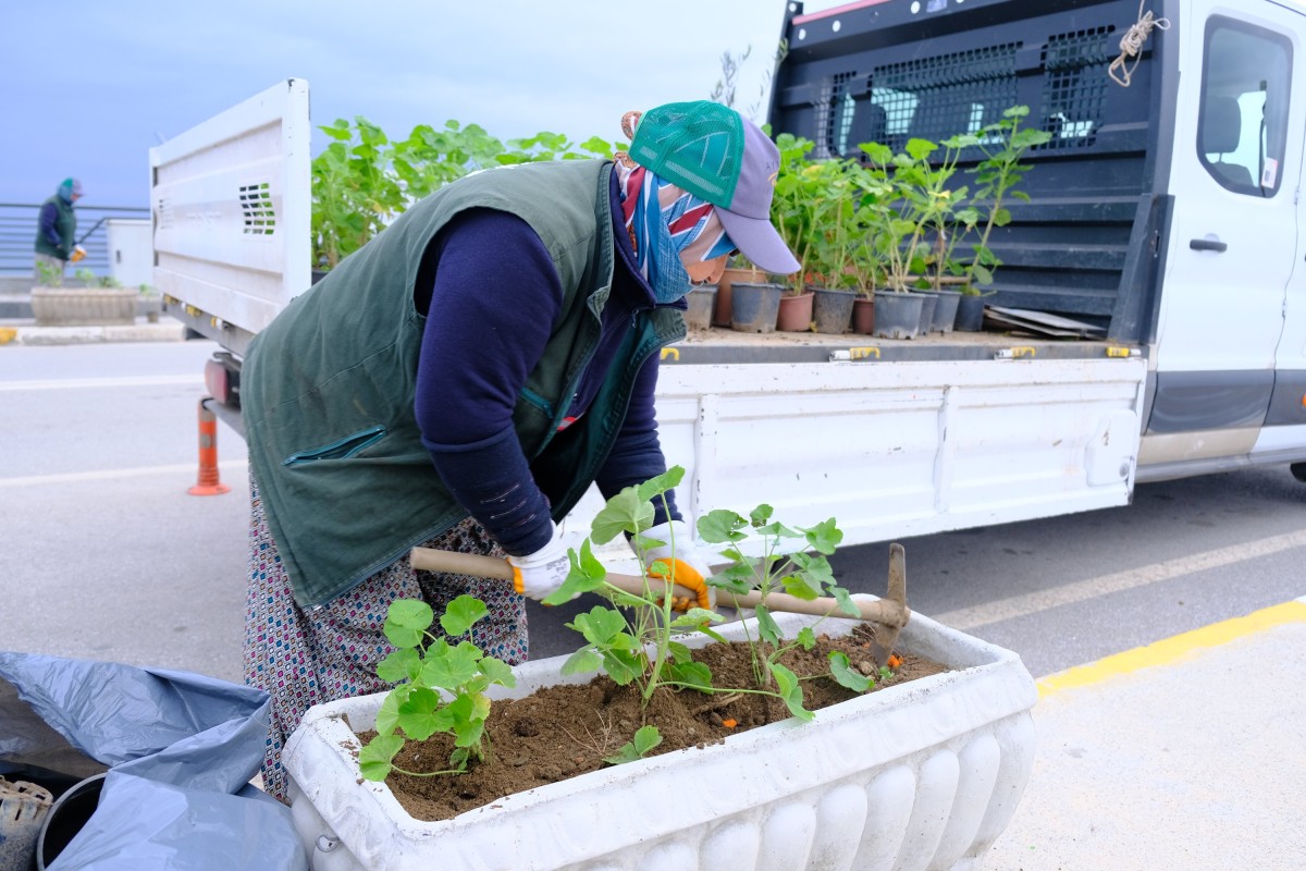 RENGARENK SARDUNYALAR AYVALIK’I SÜSLÜYOR