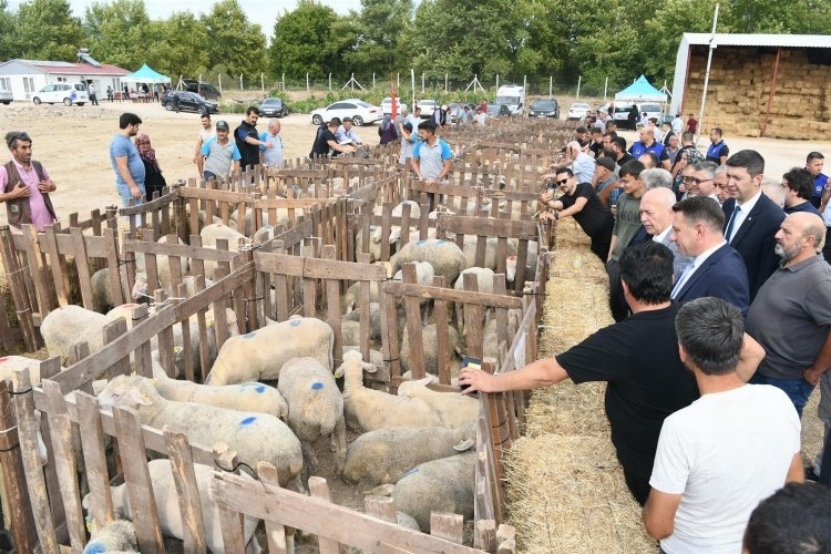 Çiftçilere Koyun Yetiştiriciliği Desteği Sağlanacak