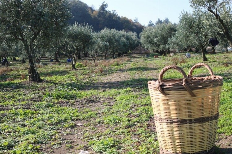 Zeytin Üreticilerine Müjde: Ürün Bedellerinin Yarısı Ödeniyor