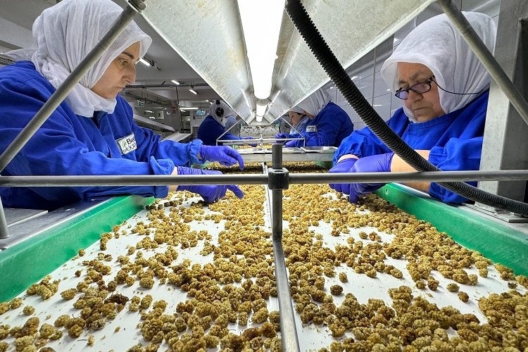 Türkiye, Organik Ürün İhracatında Önemli Başarı Elde Etti