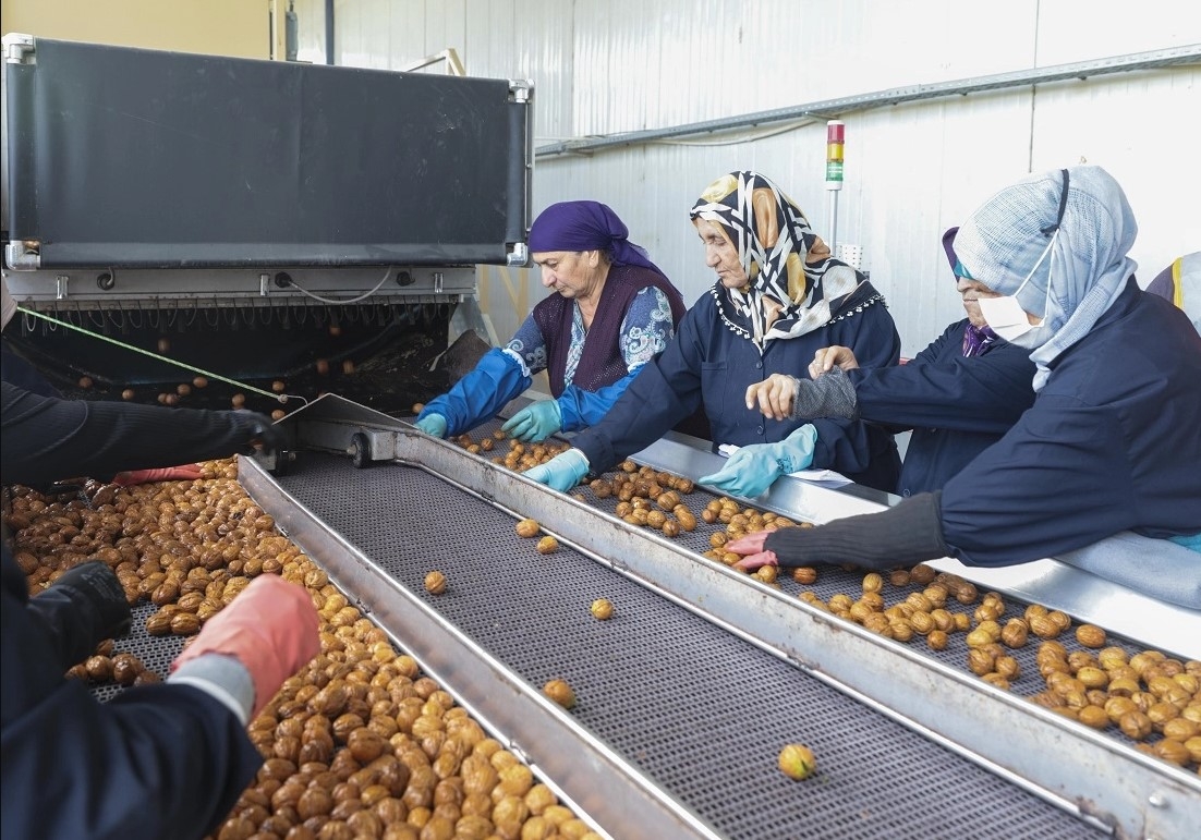 Yerli Ceviz Rekoltesinde 60 Bin Ton Beklentisi