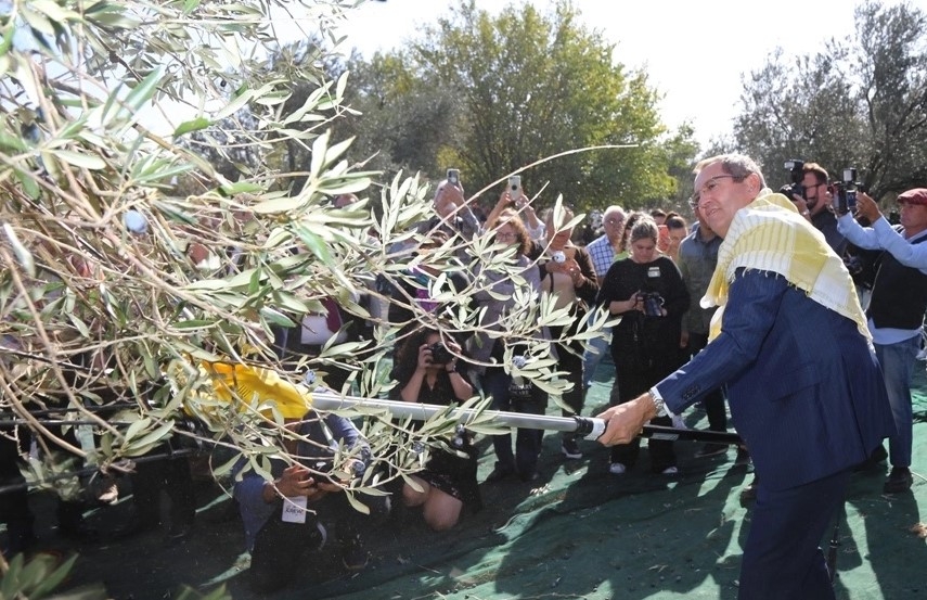 19. Ayvalık Zeytin Hasat ve Turizm Festivali'nde Coşku Dorukta